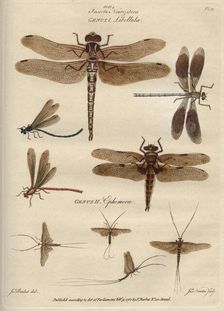 Insecta Neuroptera (Dragonflies and mayflies), 9 February 1780. Creator: James Newton