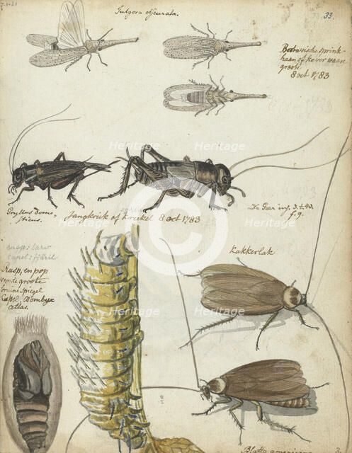 Insects, 1783. Creator: Jan Brandes.