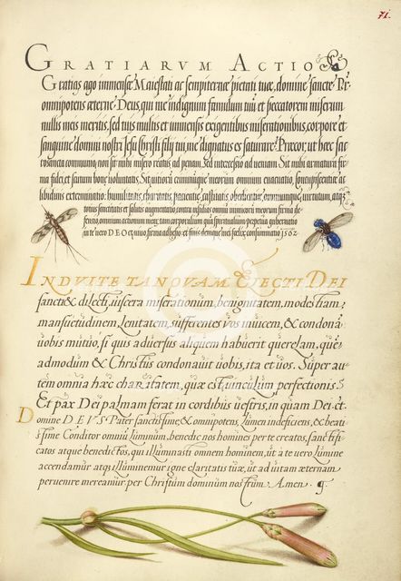 Insects and Carnation; Mira calligraphiae monumenta, 1561-1562; illumination added 1591-1596. Creator: Joris Hoefnagel.
