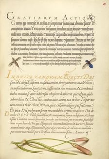Insects and Carnation; Mira calligraphiae monumenta, 1561-1562; illumination added 1591-1596. Creator: Joris Hoefnagel