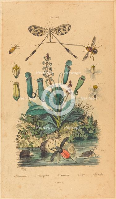 Insects and Flowers, published 1837. Creator: Unknown.