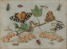 Insects and Fruit, c.1653-c.1661. Creator: Jan van Kessel