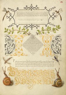 Insects, Basil Thyme, and Land Snails, 1561-1562; illumination added 1591-1596. Creator: Joris Hoefnagel