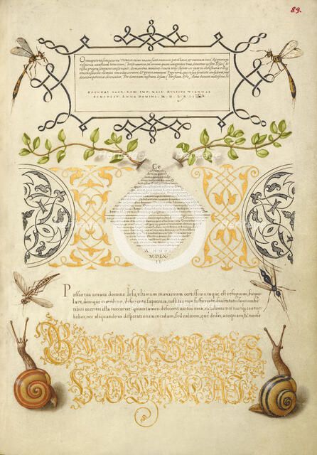 Insects, Basil Thyme, and Land Snails, 1561-1562; illumination added 1591-1596. Creator: Joris Hoefnagel.