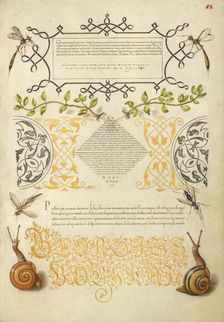 Insects, Basil Thyme, and Land Snails, 1561-1562; illumination added 1591-1596. Creator: Joris Hoefnagel