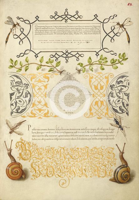 Insects, Basil Thyme, and Land Snails, 1561-1562; illumination added 1591-1596. Creator: Joris Hoefnagel.