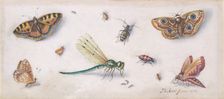 Insects, Butterflies, and a Dragonfly, 17th century. Creator: Jan van Kessel