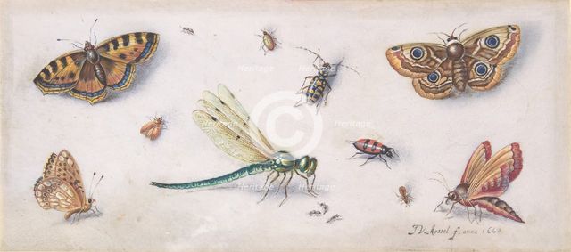 Insects, Butterflies, and a Dragonfly, 17th century. Creator: Jan van Kessel.
