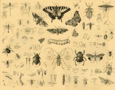 Insects c1910. Creator: Unknown