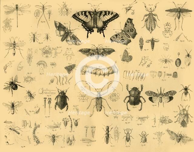 'Insects', c1910. Creator: Unknown.