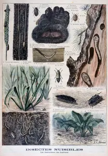 Insects harmful to furs, 1897. Creator: F Meaulle