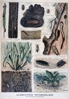 Insects harmful to furs, 1897. Creator: F Meaulle