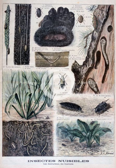 Insects harmful to furs, 1897. Creator: F Meaulle.