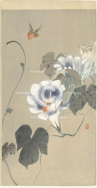 Insects in bindweed, 1920-1930. Creator: Ohara, Koson (1877-1945).