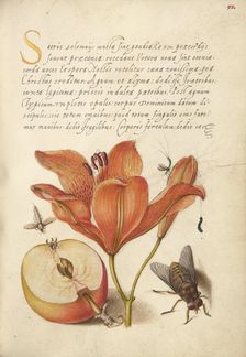 Insects, Orange Lily, Caterpillar, Apple, and Horse Fly, 1561-1562; illumination added 1591-1596. Creator: Joris Hoefnagel