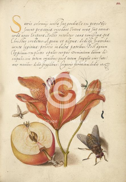 Insects, Orange Lily, Caterpillar, Apple, and Horse Fly, 1561-1562; illumination added 1591-1596. Creator: Joris Hoefnagel.