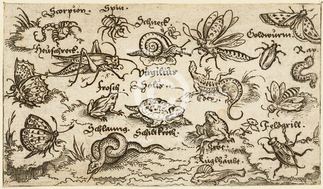 Insects, reptiles, snails, and fish on minimal ground with water in foreground..., 1572.  Creator: Virgil Solis.