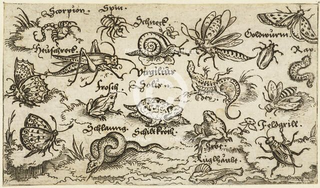 Insects, reptiles, snails, and fish on minimal ground with water in foreground..., 1572.  Creator: Virgil Solis.