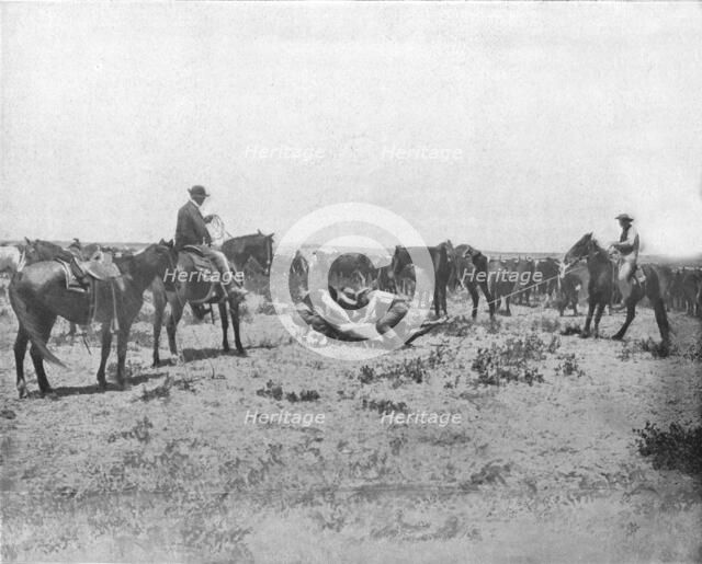 Inspecting a brand on the Prairies, USA, c1900.   Creator: Unknown.