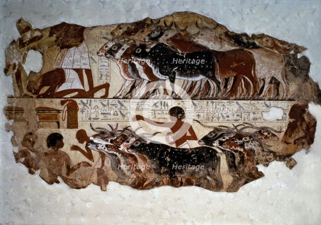 Inspection of cattle. Fresco from the tomb of Nebamun at Thebes.