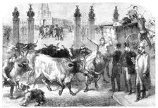 Inspection of foreign cattle at the Metropolitan Cattle Market, 1865. Creator: Unknown
