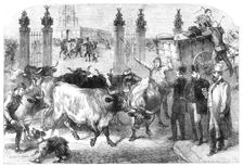 Inspection of foreign cattle at the Metropolitan Cattle Market, 1865. Creator: Unknown
