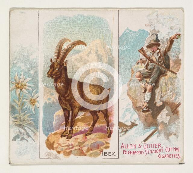 Ibex, from Quadrupeds series (N41) for Allen & Ginter Cigarettes, 1890. Creator: Allen & Ginter.