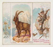 Ibex, from Quadrupeds series (N41) for Allen & Ginter Cigarettes, 1890. Creator: Allen & Ginter
