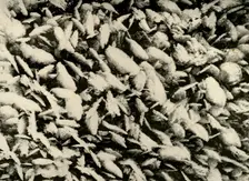 Ice Crystals on roof of the Hut Porch c1908, (1909)