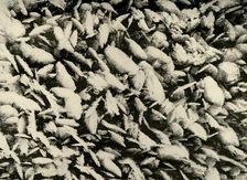 Ice Crystals on roof of the Hut Porch c1908, (1909)