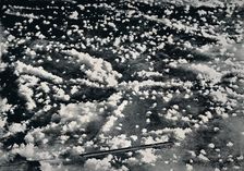 Ice Flowers on Newly Formed Sea Ice 1912, (1913). Artist: Frank Debenham