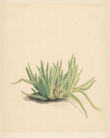 Ice plant, 1746-1811. Creator: Vincent Jansz. van der Vinne