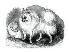 Iceland dog, 1848
