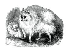 Iceland dog, 1848