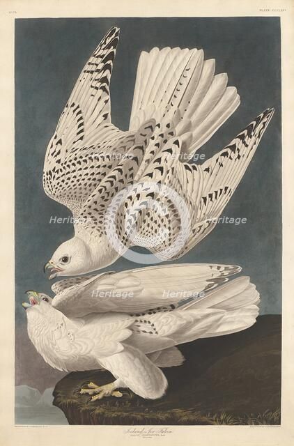 Iceland or Jer Falcon, 1837. Creator: Robert Havell.