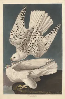 Iceland or Jer Falcon, 1837. Creator: Robert Havell