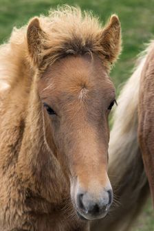 Icelandic Colt. Creator: Tom Artin