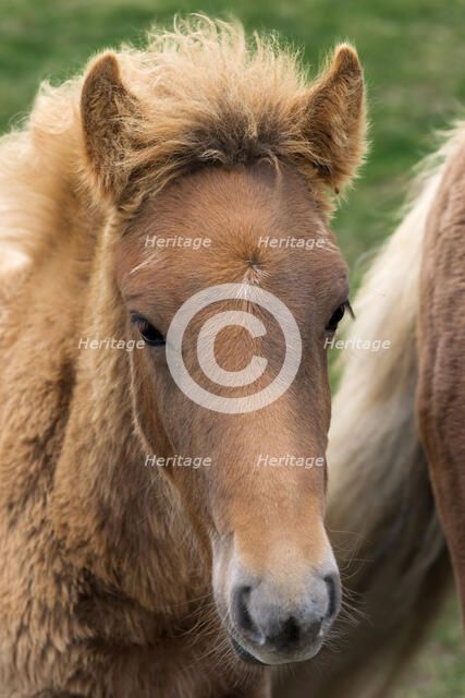 Icelandic Colt. Creator: Tom Artin.