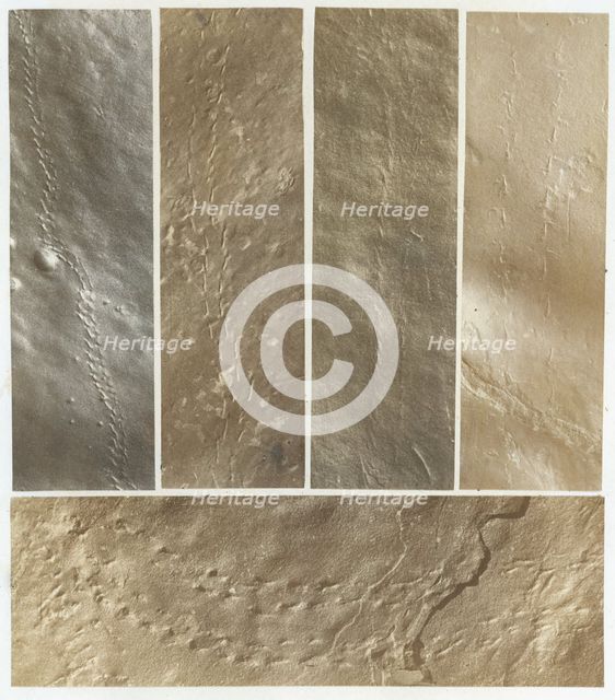 Ichnographs from the Sandstone of Connecticut River, published 1861. Creator: James Deane.