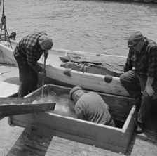 Icing the hold of a ship at the Fulton fish market, New York, 1943. Creator: Gordon Parks