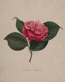 Iconographie du genre camellia: No. 171, 1839-1843. Creator: Abbé Laurent Berlèse (French)