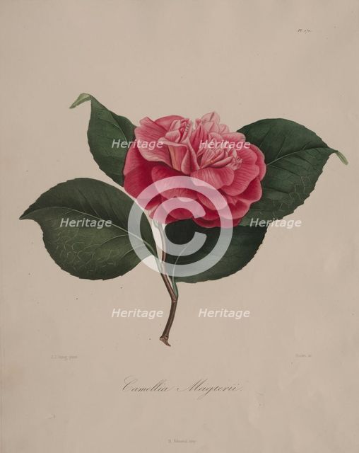 Iconographie du genre camellia: No. 171, 1839-1843. Creator: Abbé Laurent Berlèse (French).
