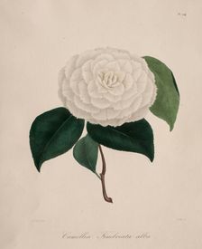 Iconographie du genre camellia: No. 194, 1839-1843. Creator: Abbé Laurent Berlèse (French)