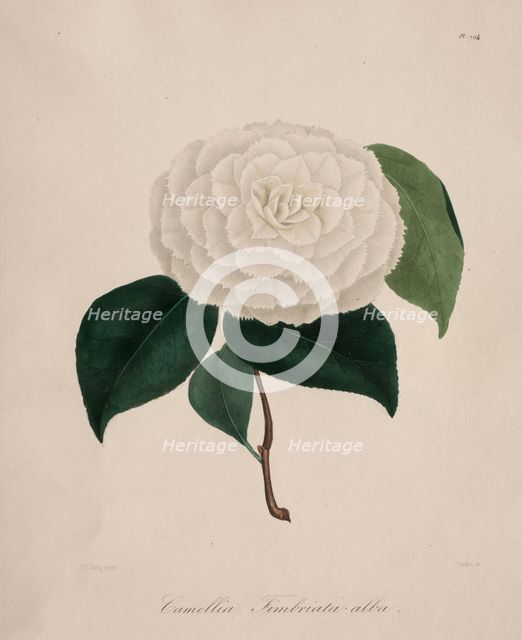 Iconographie du genre camellia: No. 194, 1839-1843. Creator: Abbé Laurent Berlèse (French).