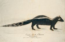 Icotnyx striatus (Striped polecat or Zorille), 1773-1780. Creator: Robert Jacob Gordon