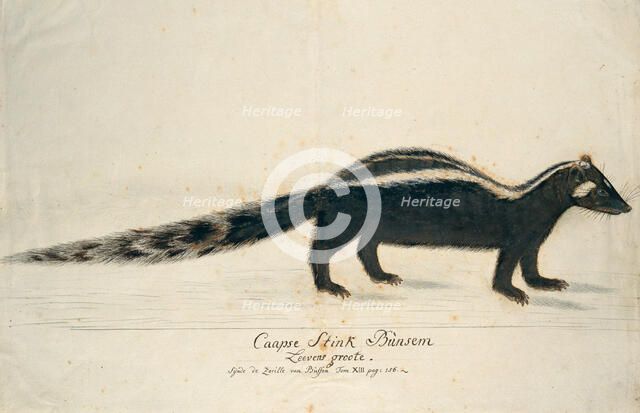 Icotnyx striatus (Striped polecat or Zorille), 1773-1780. Creator: Robert Jacob Gordon.