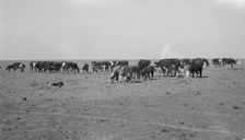 Ideal grazing conditions are afforded by this area if it is properly utilized..., Mew Mexico, 1935. Creator: Dorothea Lange