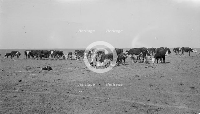 Ideal grazing conditions are afforded by this area if it is properly utilized..., Mew Mexico, 1935. Creator: Dorothea Lange.