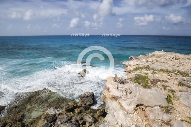 Iguana Paradise. Creator: Joshua Johnston.