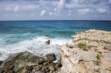 Iguana Paradise. Creator: Joshua Johnston